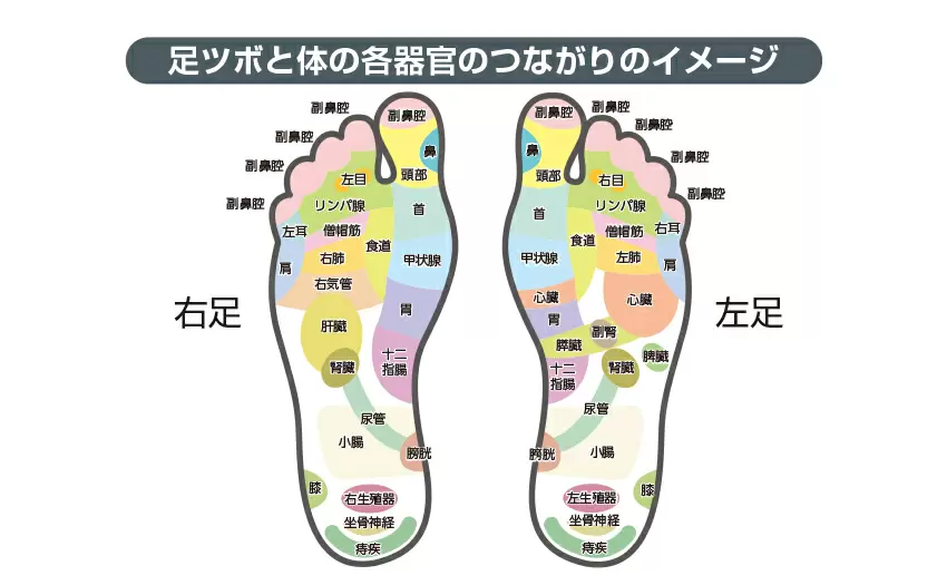 ツボって本当に効果ある 快眠に効くツボを紹介 Good Sleep Labo ぐっすりラボ ショップジャパン ツボって本当に効果ある 快眠に効くツボを紹介 Good Sleep Labo ぐっすりラボ ショップジャパン
