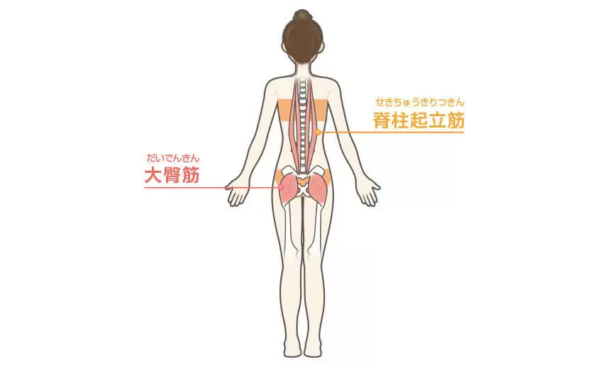 ヒップリフトの効果のある部位