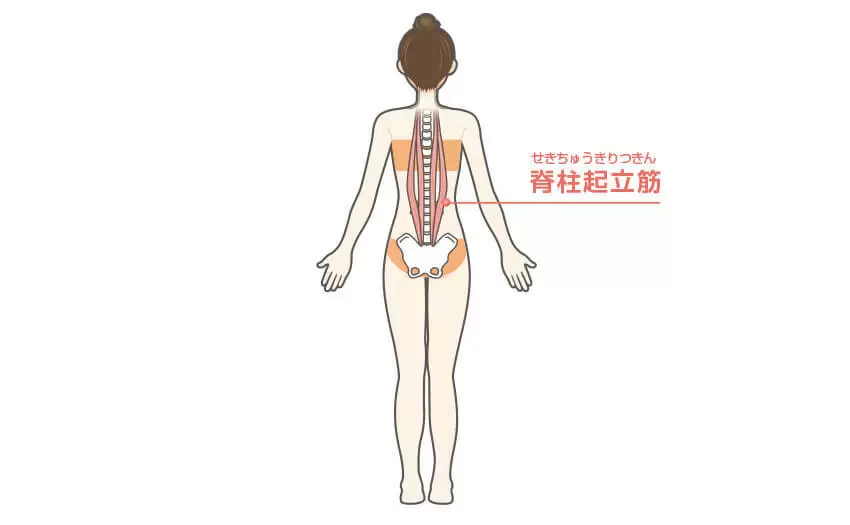 背筋（バックエクステンション）の効果のある部位
