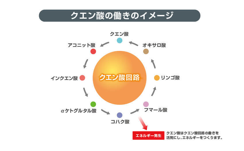 クエン酸の働きのイメージ