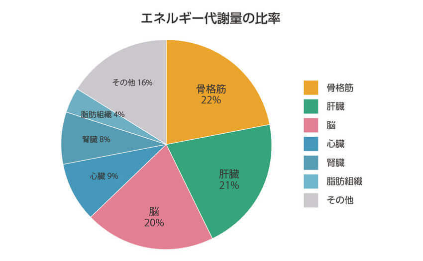 エネルギー代謝量の比率 骨格筋22% 肝臓21% 脳20% 心臓9% 腎臓8% 脂肪組織4% その他16%