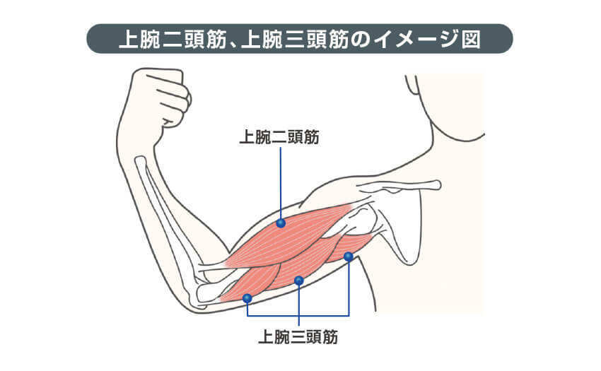 上腕二頭筋、上腕三頭筋のイメージ図