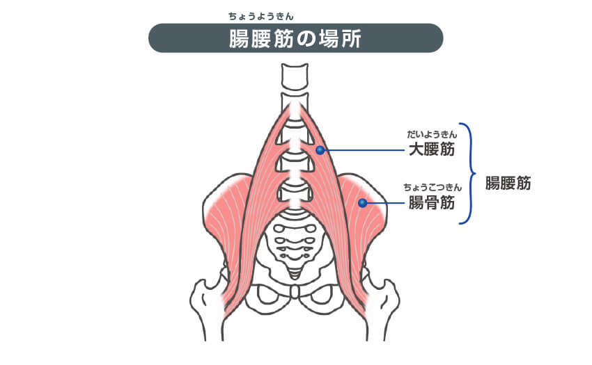 腸腰筋の場所