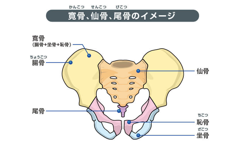 寛骨、仙骨、尾骨のイメージ