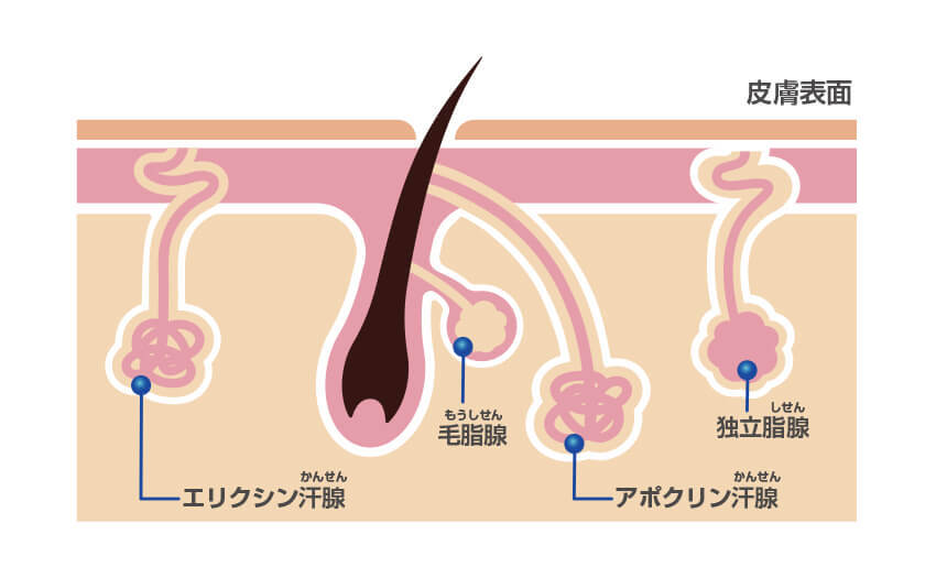 皮膚表面と汗腺のイメージ図