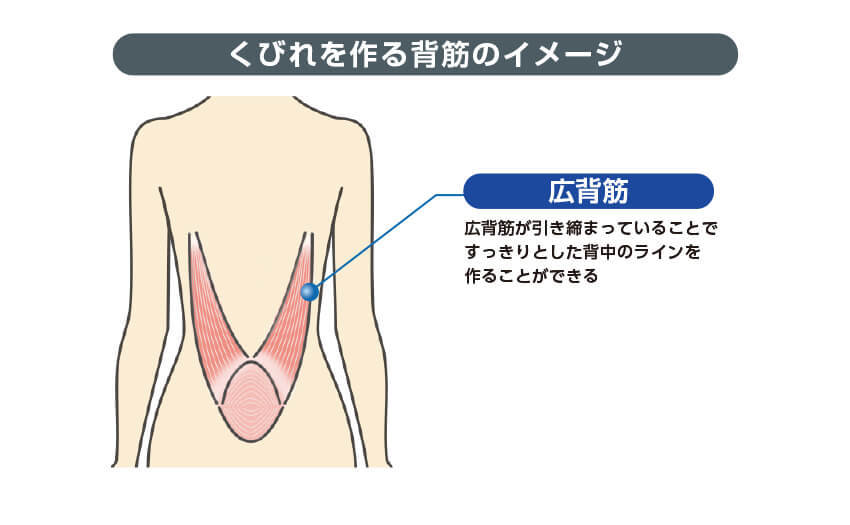 くびれを作る背筋のイメージ