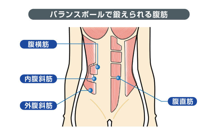 バランスボールで鍛えられる腹筋