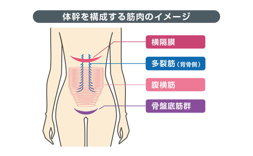 体幹を構成する筋肉のイメージ