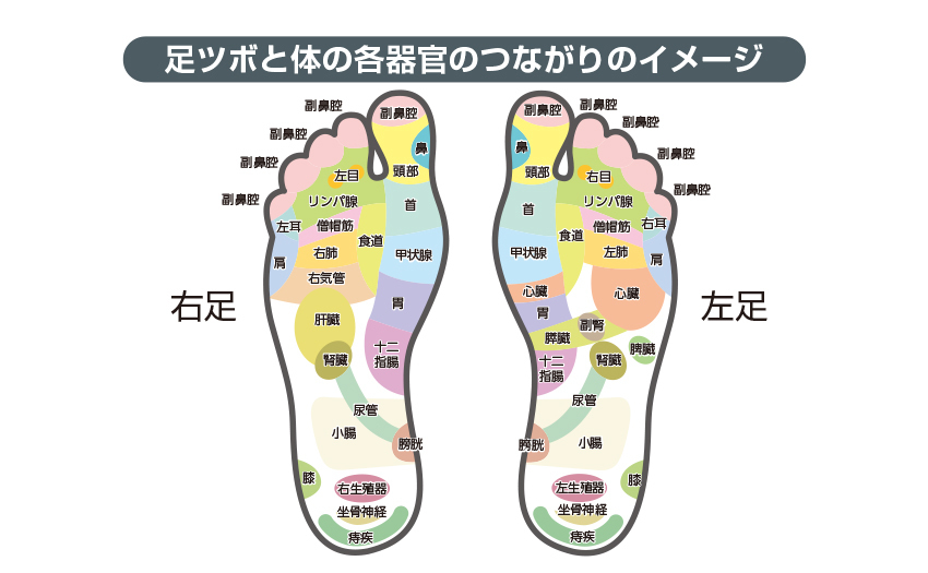 足ツボと体の各器官のつながりのイメージ