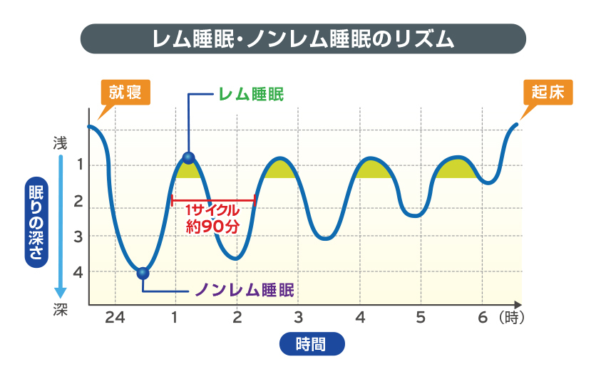 レム睡眠・ノンレム睡眠のリズム