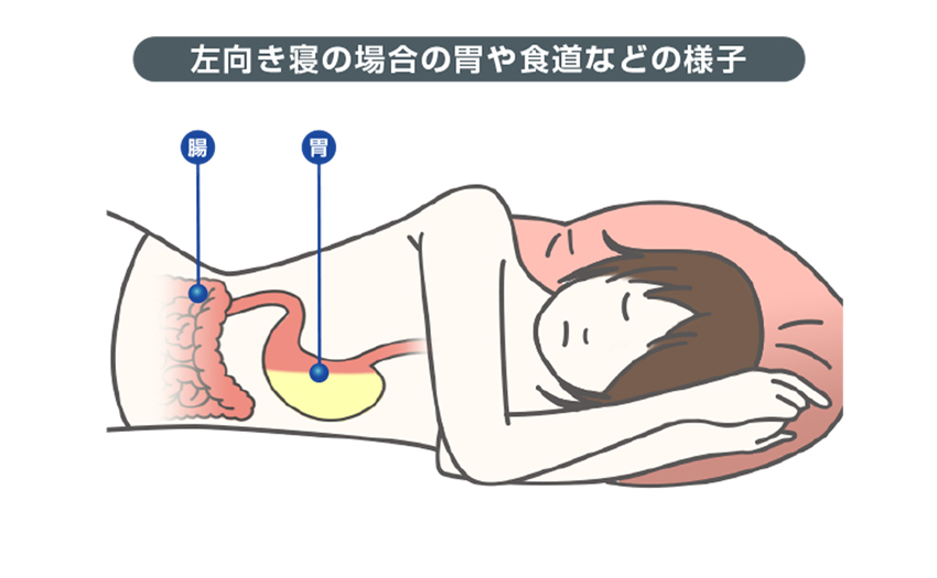 左向き寝の場合の胃や食道などの様子