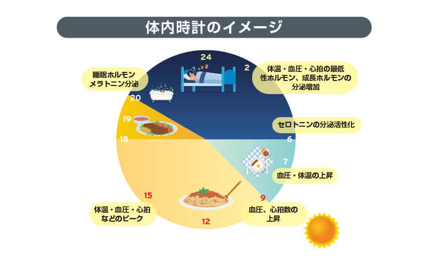 体内時計イメージ