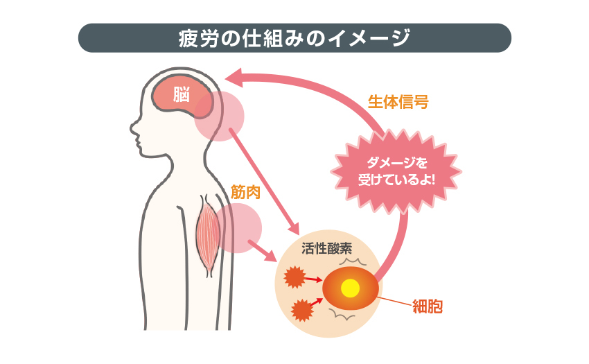 疲労の仕組みのイメージ