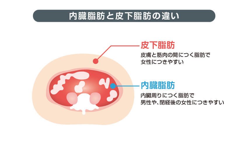 腹 回り 内臓 脂肪 落とす 男