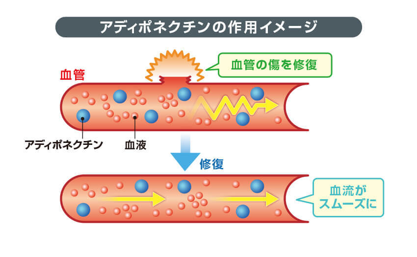 アディポネクチンの作用イメージ