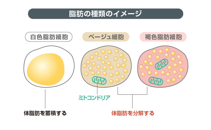 脂肪の種類のイメージ