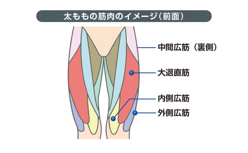 なぜ太い 太ももの脂肪その原因と対策 Diet Labo ダイエットラボ ショップジャパン