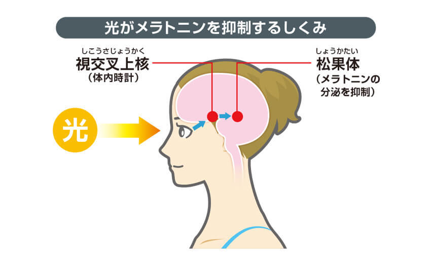 光がメラトニンを抑制するしくみ