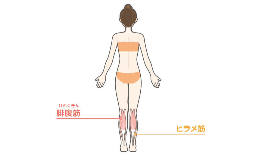 カーフレイズの効果のある部位