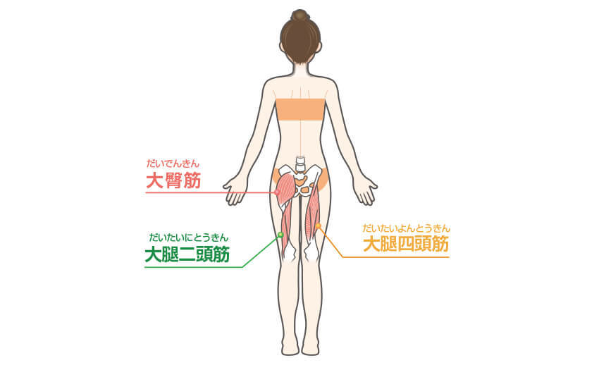 スクワットの効果のある部位