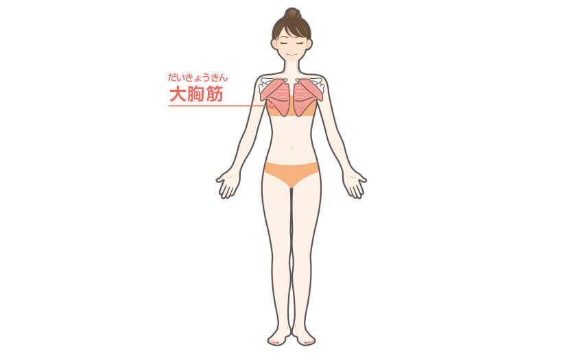 ダンベルフライの正しいやり方 効果 Diet Labo ダイエットラボ ショップジャパン