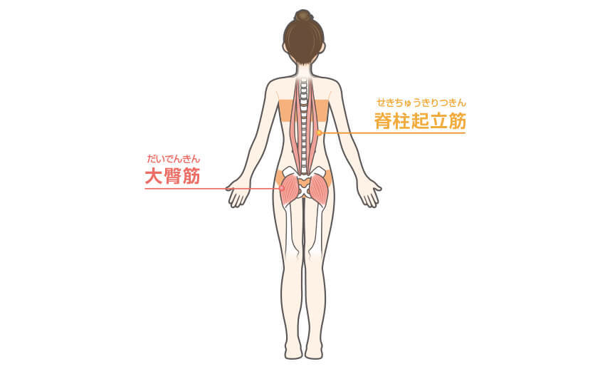 バックブリッジの効果のある部位