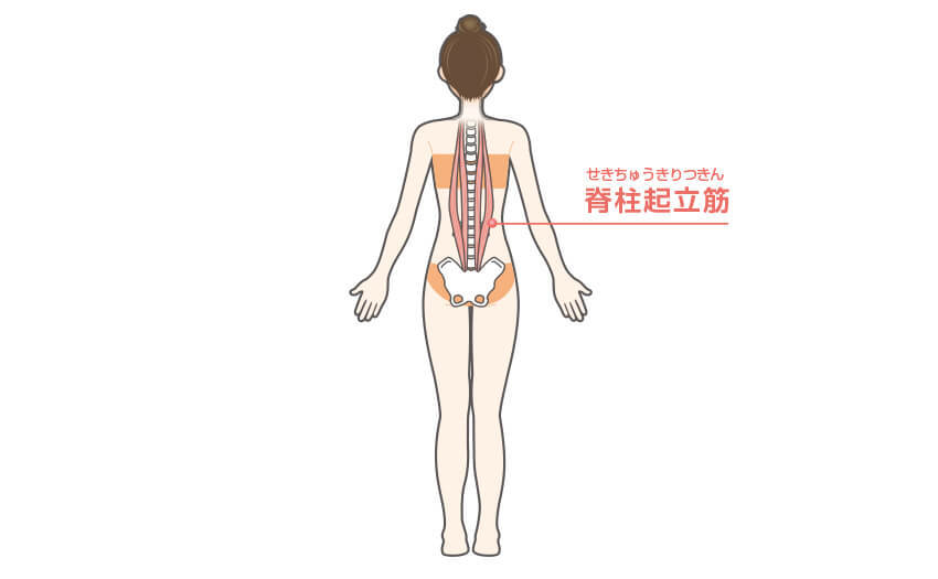 背筋（バックエクステンション）の効果のある部位