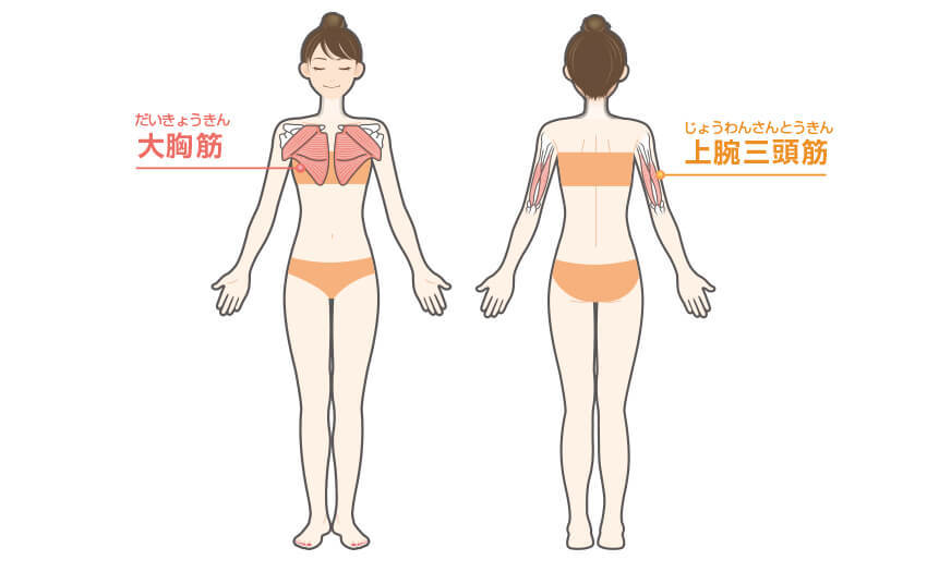 腕立て（プッシュアップ）の効果のある部位