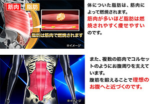 体についた脂肪は、筋肉によって燃焼されます。筋肉が多いほど脂肪は燃焼されやすく痩せやすいのです。また複数の筋肉でコルセットのようにお腹周りを支えています。腹筋を鍛えることで理想のお腹へと近づくのです。