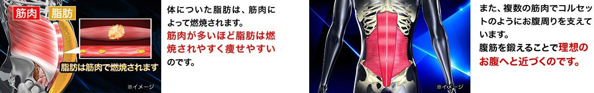 体についた脂肪は、筋肉によって燃焼されます。筋肉が多いほど脂肪は燃焼されやすく痩せやすいのです。また複数の筋肉でコルセットのようにお腹周りを支えています。腹筋を鍛えることで理想のお腹へと近づくのです。