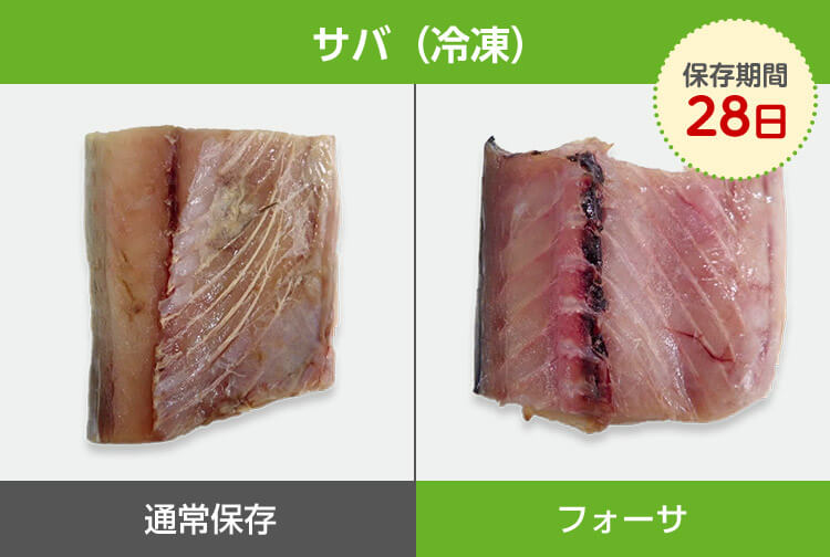 サバ(冷凍)保存期間28日 通常保存 フォーサ