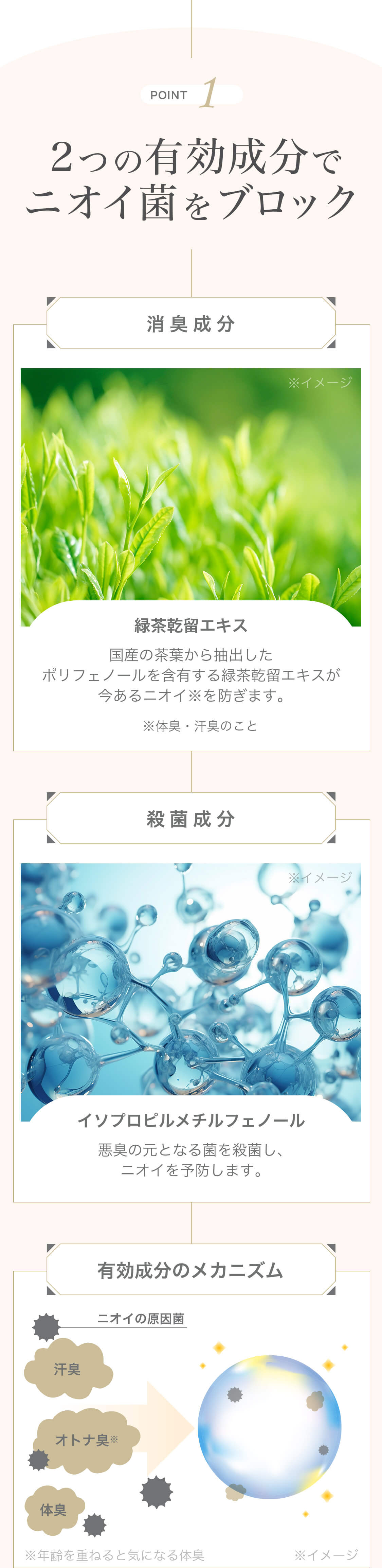 POINT1 2つの有効成分でニオイ菌をブロック 消臭成分※イメージ 緑茶乾留エキス 国産の茶葉から抽出したポリフェノールを含有する緑茶乾留エキスが今あるニオイ※を防ぎます。※体臭・汗臭のこと 殺菌成分※イメージ イソプロピルメチルフェノール 悪臭の元となる菌を殺菌し、ニオイを予防します。 有効成分のメカニズム※イメージ ニオイの原因菌 汗臭 オトナ臭※ 体臭 ※年齢を重ねると気になる体臭