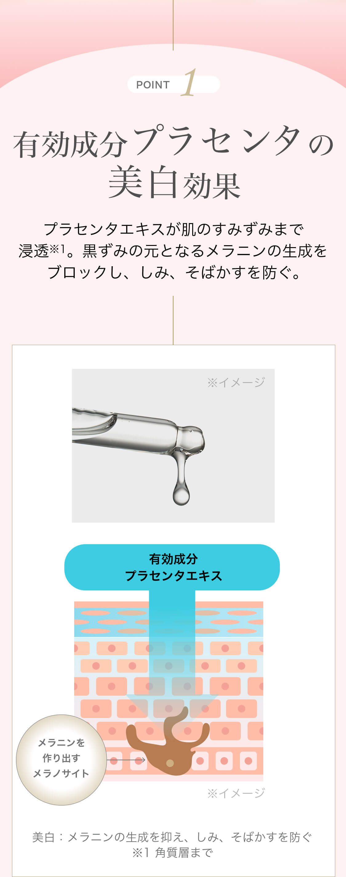 POINT1 有効成分プラセンタの美白効果 プラセンタエキスが肌のすみずみまで浸透※1。黒ずみの元となるメラニンの生成をブロックし、しみ、そばかすを防ぐ。 ※イメージ 有効成分プラセンタエキス メラニンを作り出すメラノサイト ※イメージ 美白:メラニンの生成を抑え、しみ、そばかすを防ぐ ※1 角質層まで