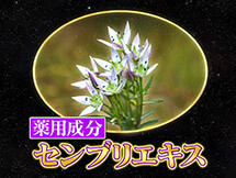 薬用成分 センブリエキス