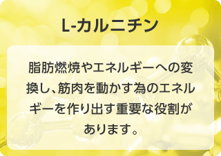 L‐カルニチン 脂肪燃焼やエネルギーへの変換し、筋肉を動かす為のエネルギーを作り出す重要な役割があります。