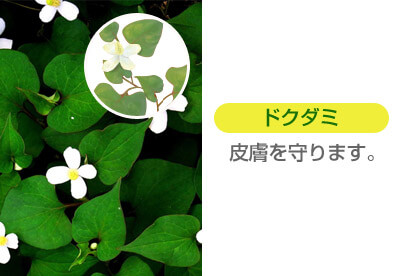 ドクダミ 皮膚を守ります。