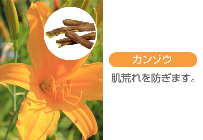 カンゾウ 肌荒れを防ぎます。