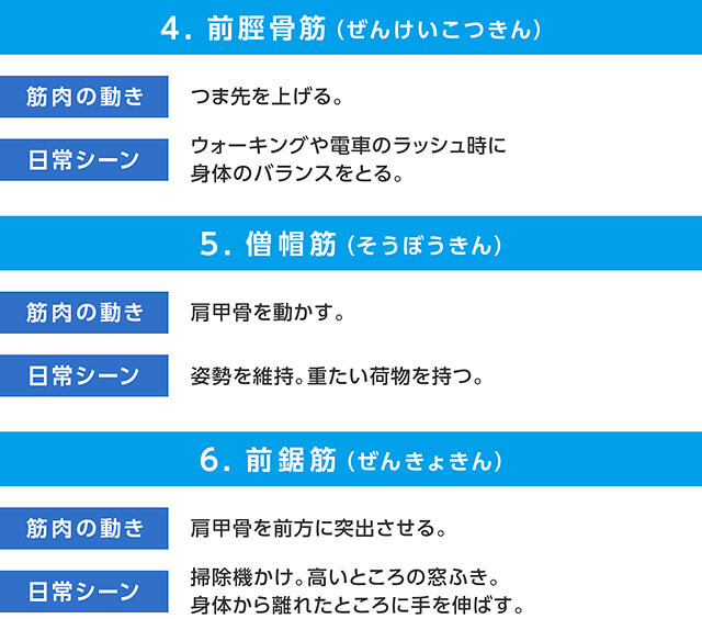4.前脛骨筋(ぜんけいこつきん) 筋肉の動き つま先を上げる。 日常シーン ウォーキングや電車のラッシュ時に身体のバランスをとる。 5.僧帽筋(そうぼうきん) 筋肉の動き 肩甲骨を動かす。 日常シーン 姿勢を維持。重たい荷物を持つ。 6.前鋸筋(ぜんきょきん) 筋肉の動き 肩甲骨を前方に突出させる。 日常シーン 掃除機かけ。高いところの窓ふき。身体から離れたところに手を伸ばす。