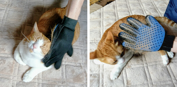 猫も本当に気持ち良さそうでした。