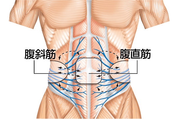 腹斜筋 腹直筋
