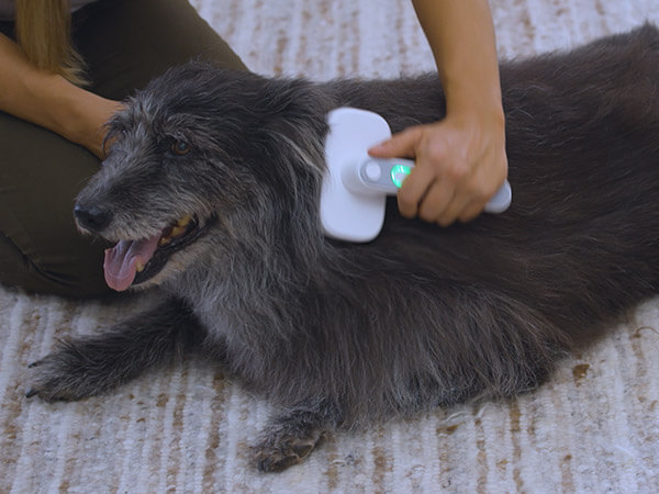 公式】ピディペットイオンブラシ｜ショップジャパン テレビ